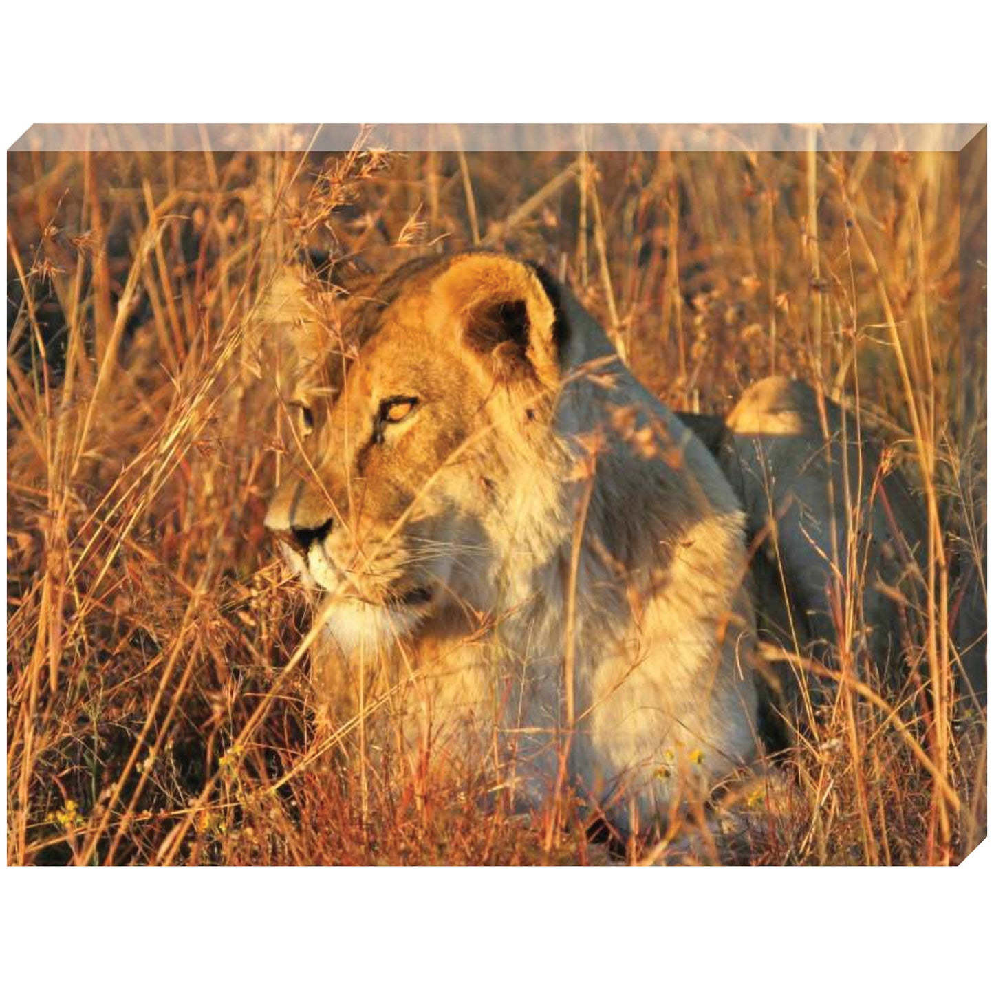 Golden girl Amazonas canvas print