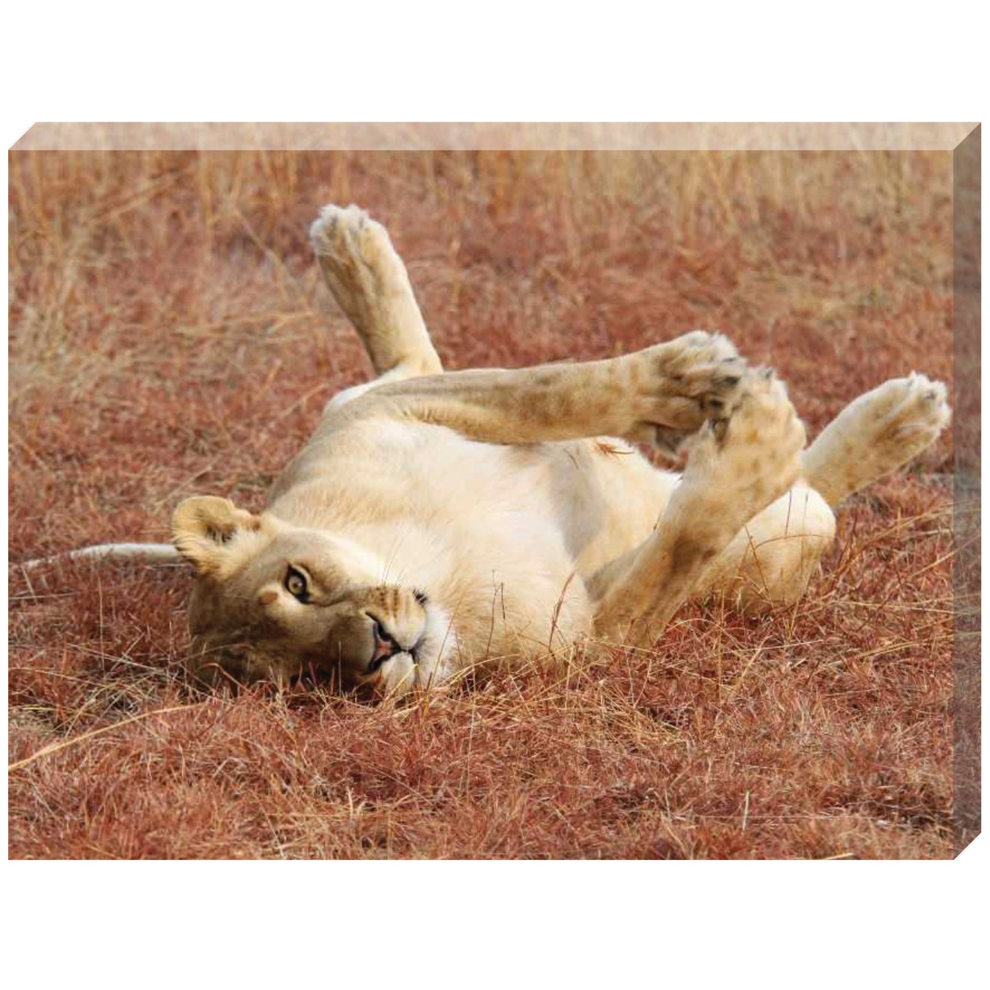 Playful Mahla canvas print