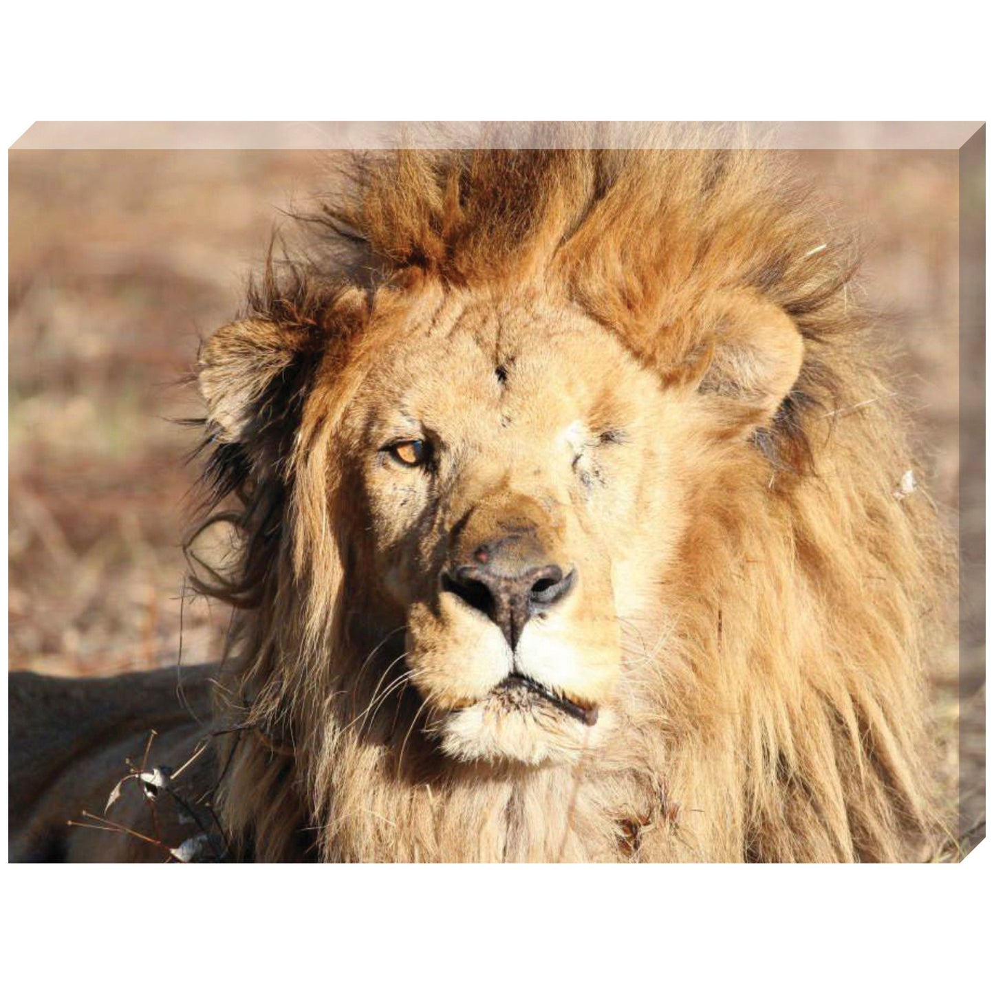 Leo the warrior canvas print