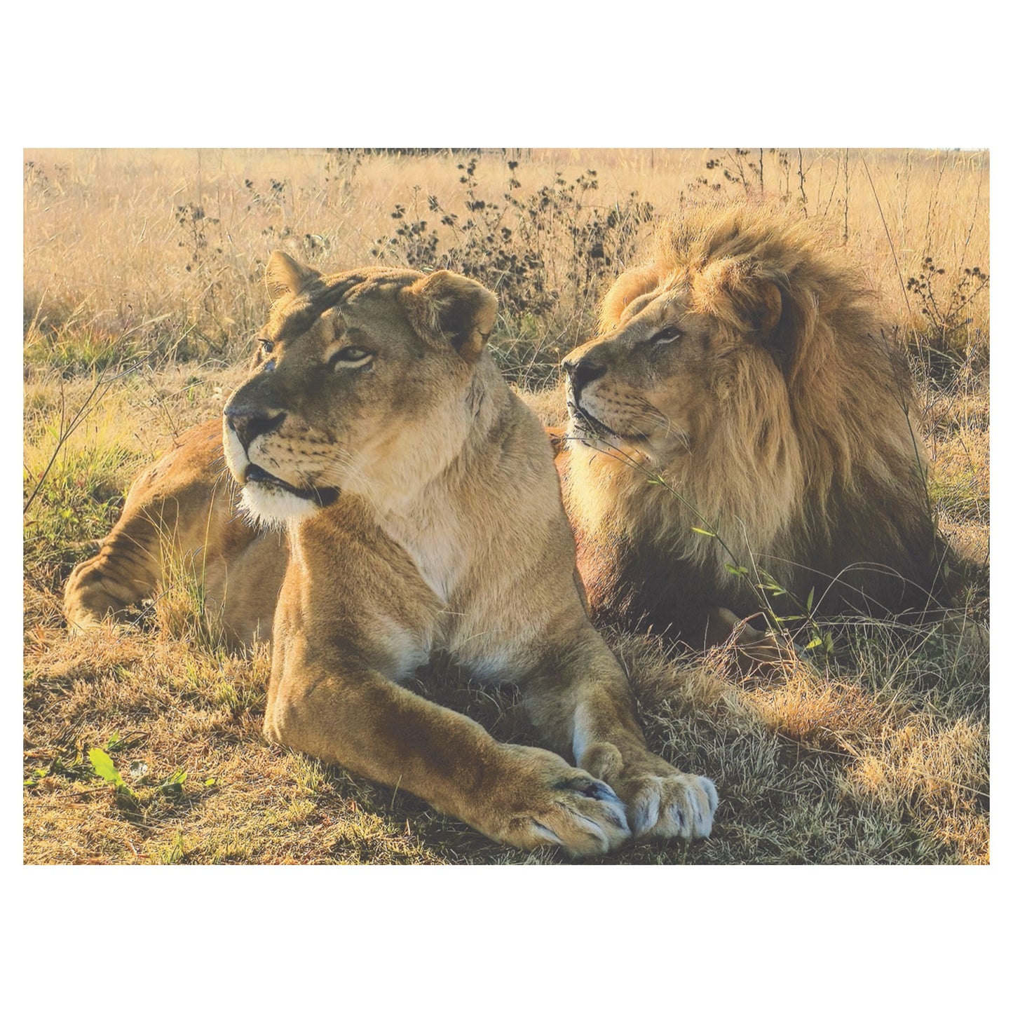 Goliath and Coralie home for Christmas cards