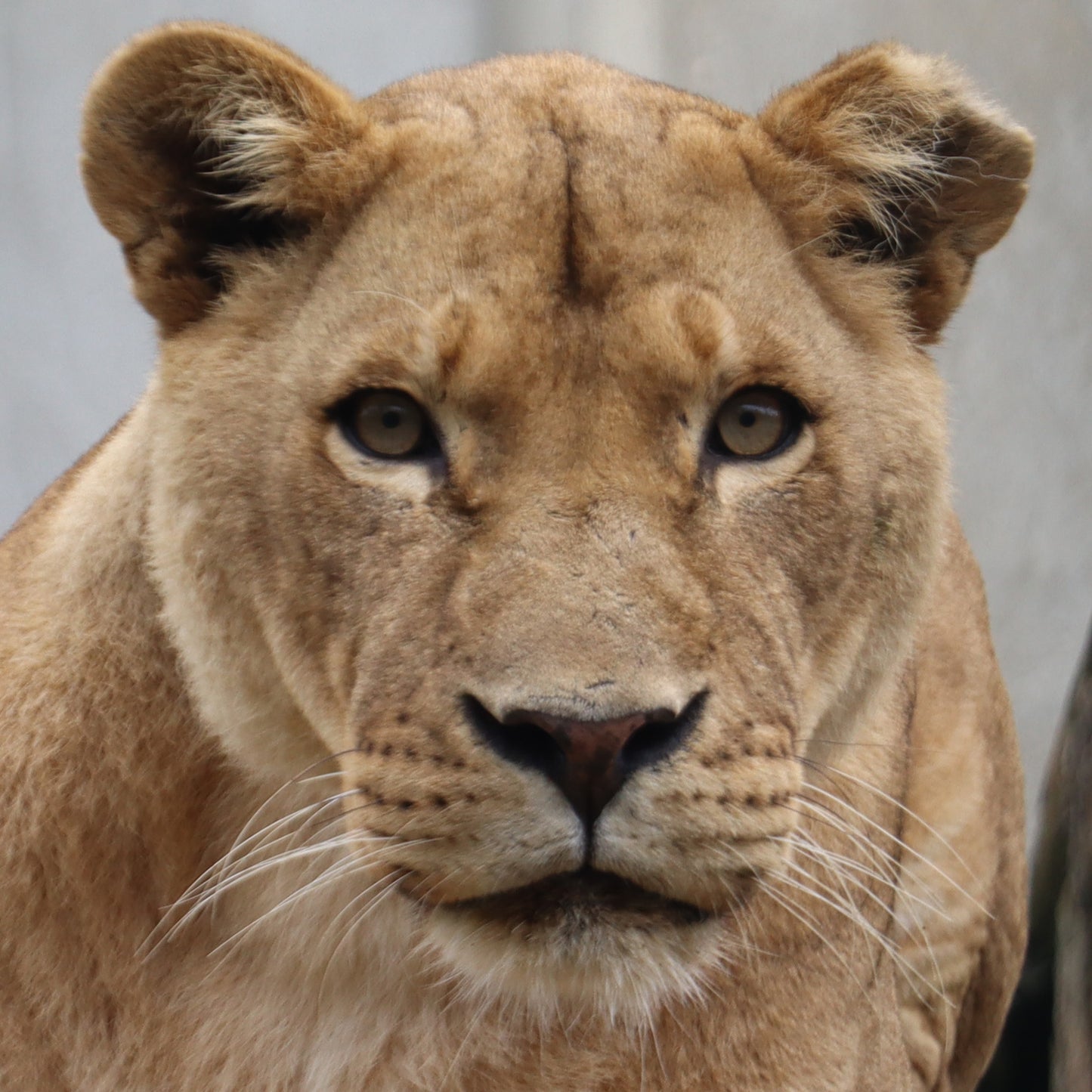 Lion family adoption - Coralie and Goliath