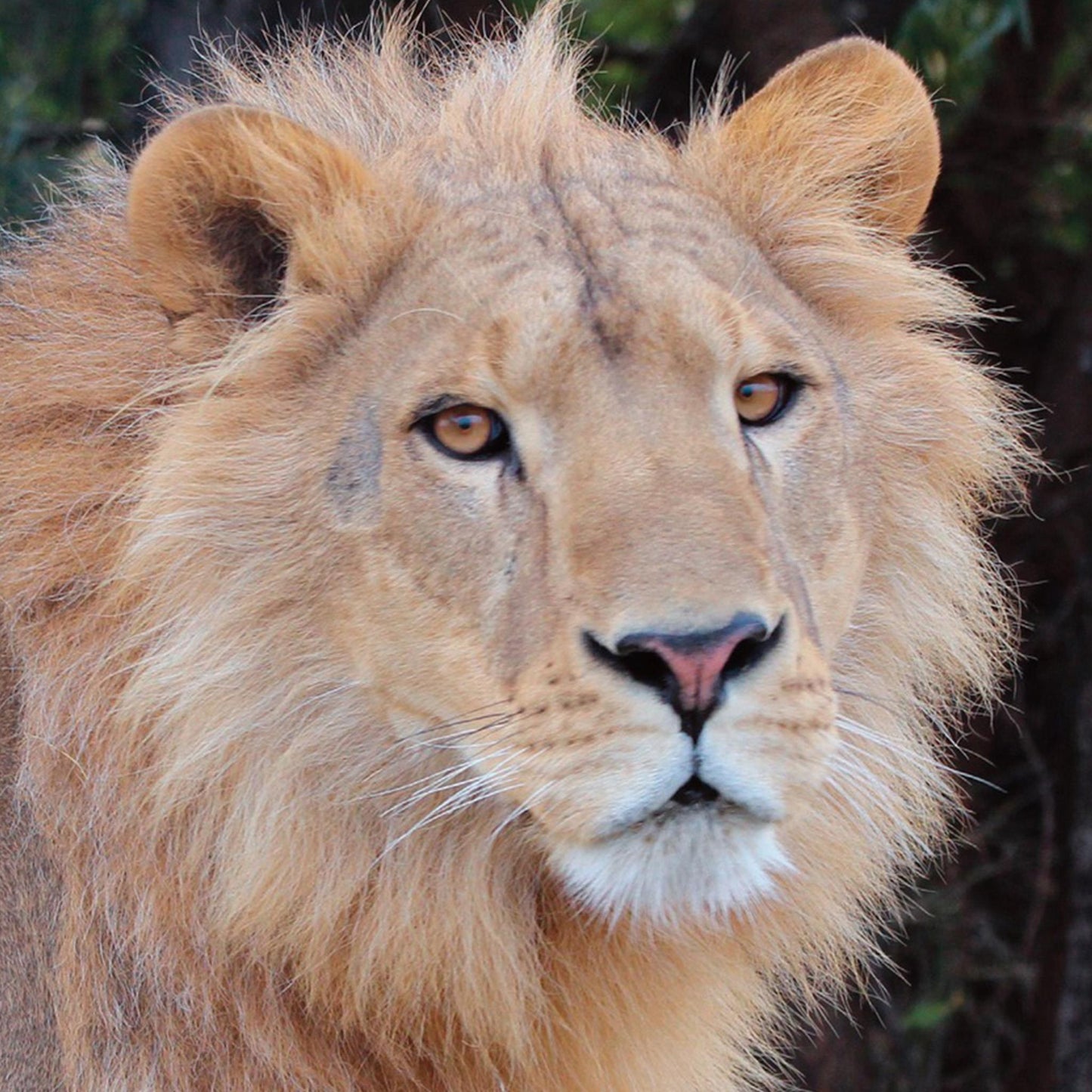 Lion group adoption - Kuwait 6 (Aziza, Dhubiya, Muheeb, Saham, Saif, Shujaa)