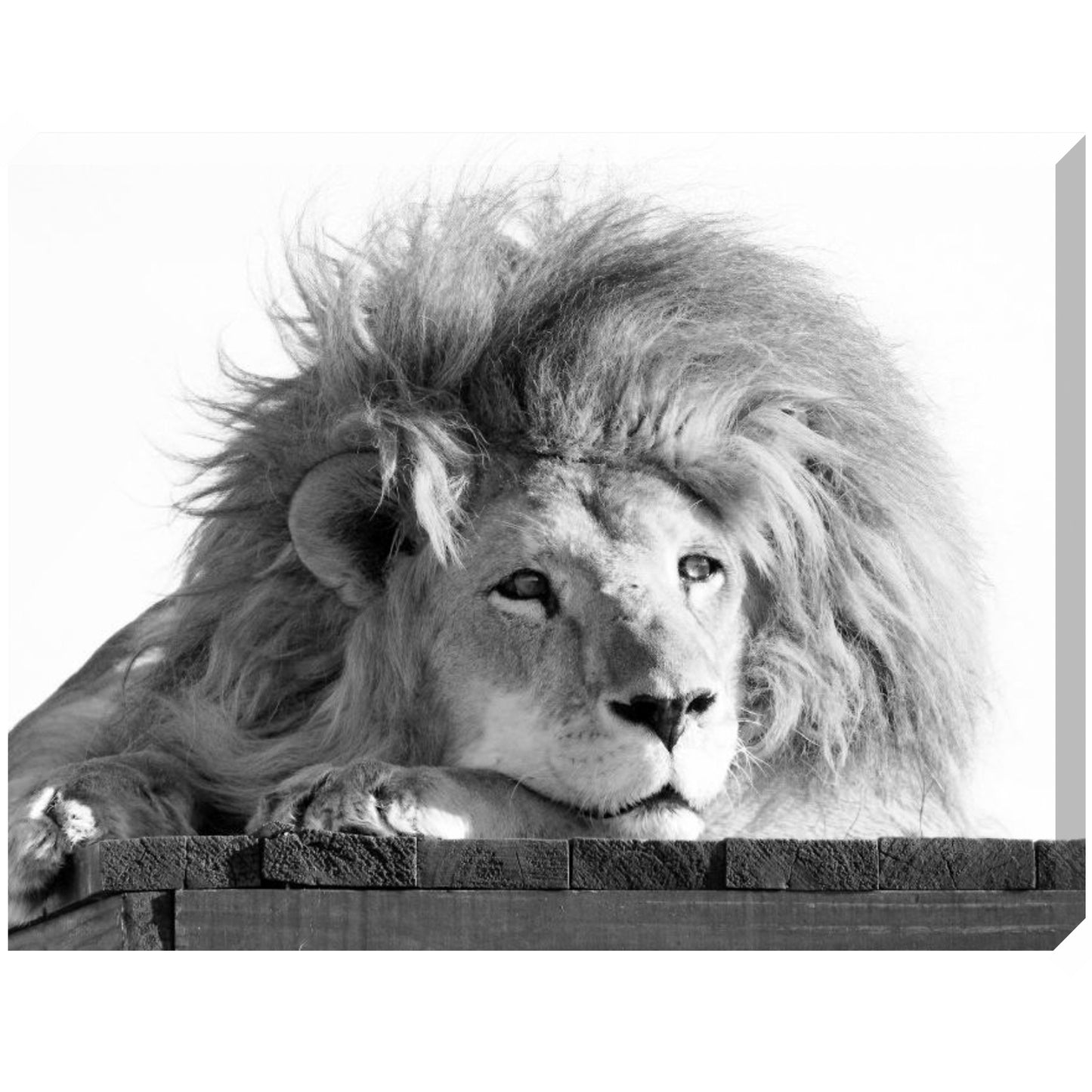 Magnificent Bumba canvas print