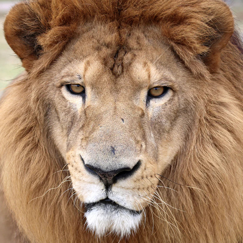 Lion family adoption - Kimba, Sasha and Tomas