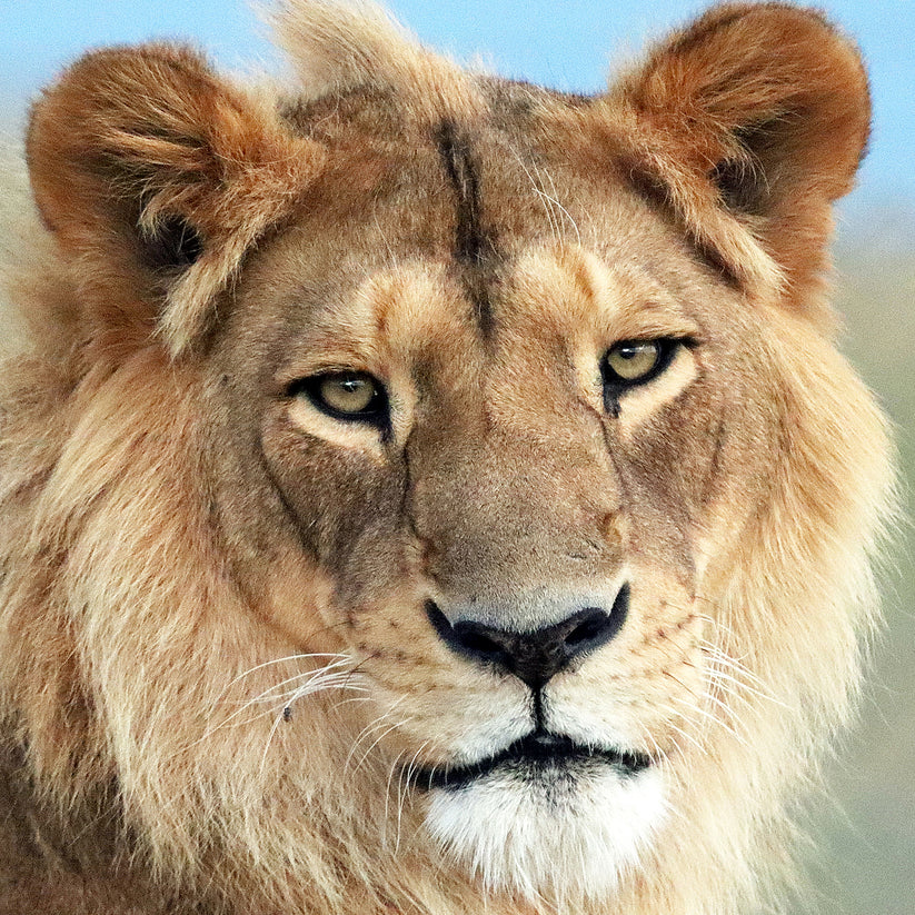 Lion family adoption - Kimba, Sasha and Tomas