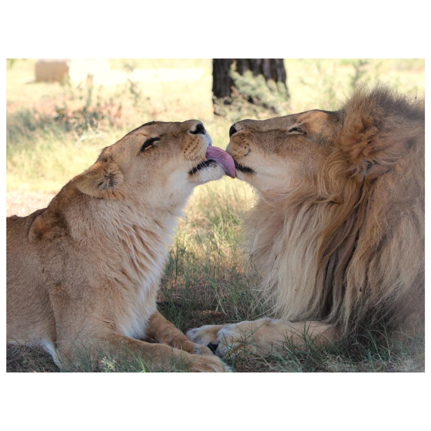 True Love (Tanya and Tarzan) canvas print