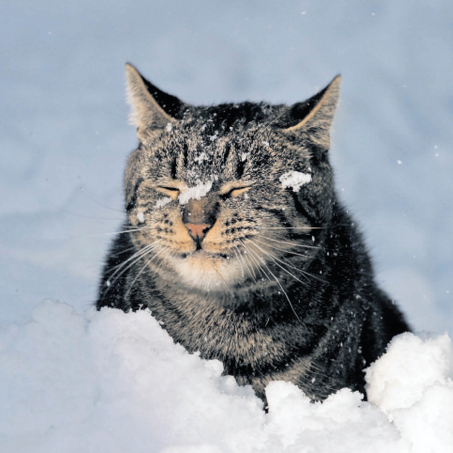 Enjoying the Snow cards