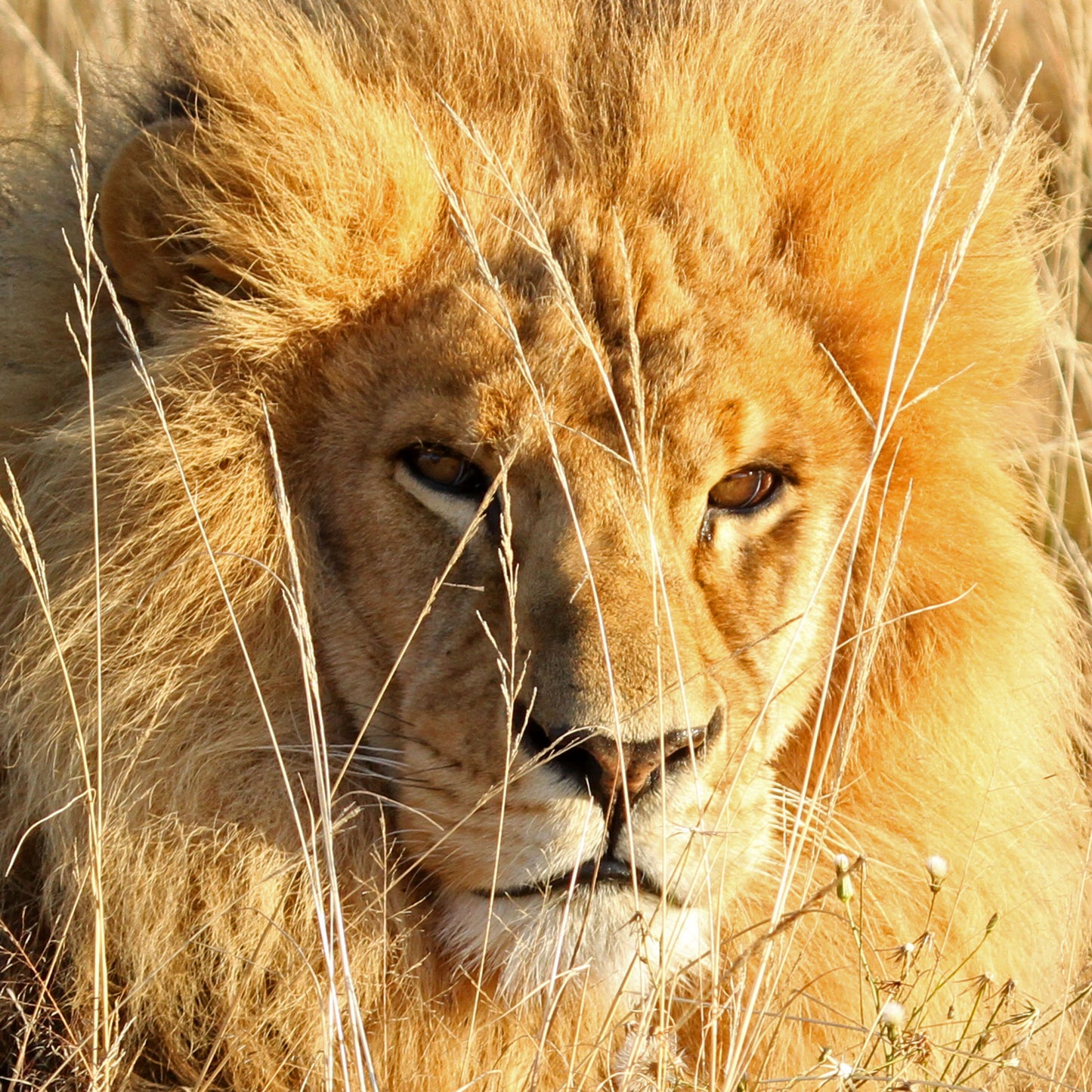 Lion family adoption - Chino and Coco