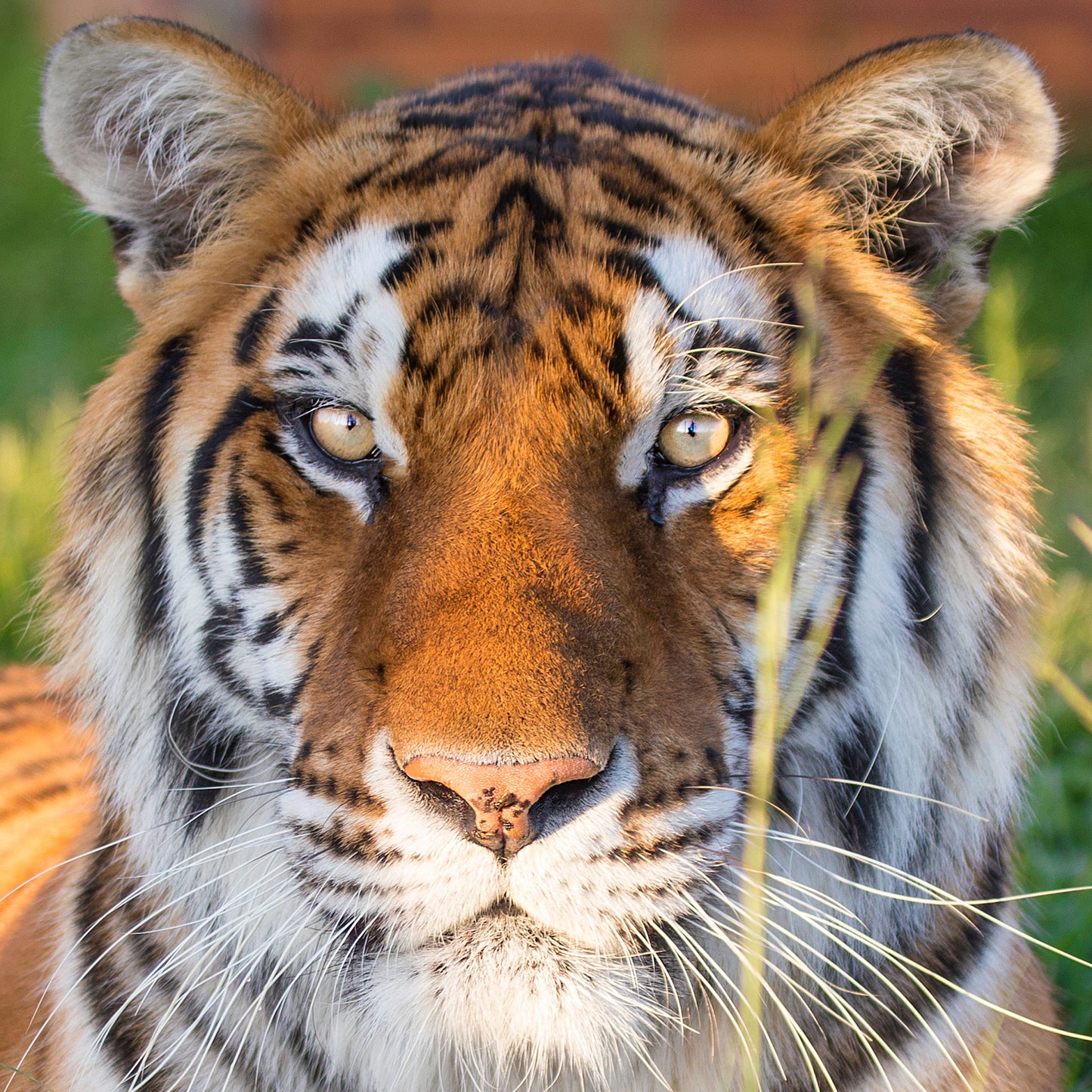 Tiger adoption - silver