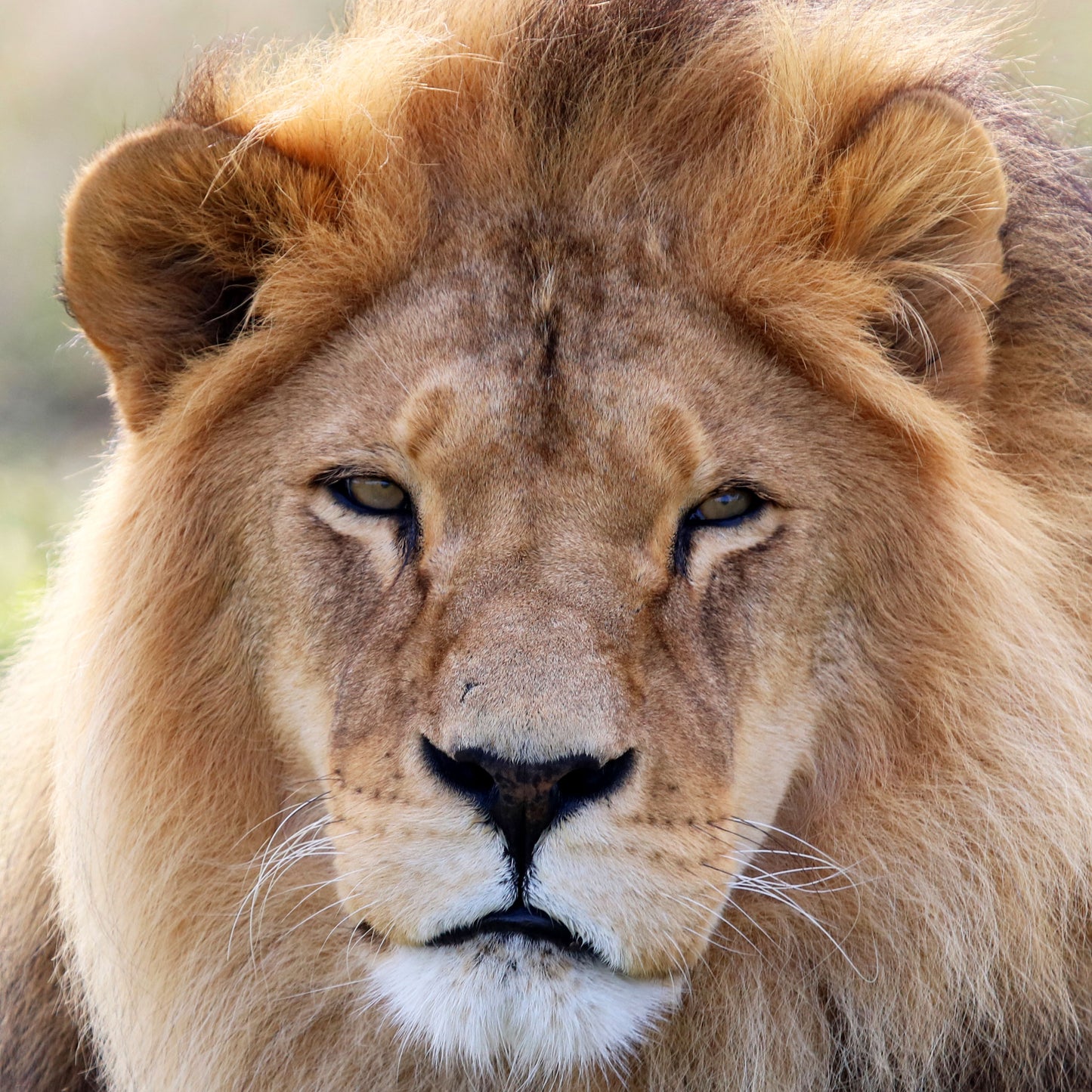 Lion family adoption - Rey and Simba