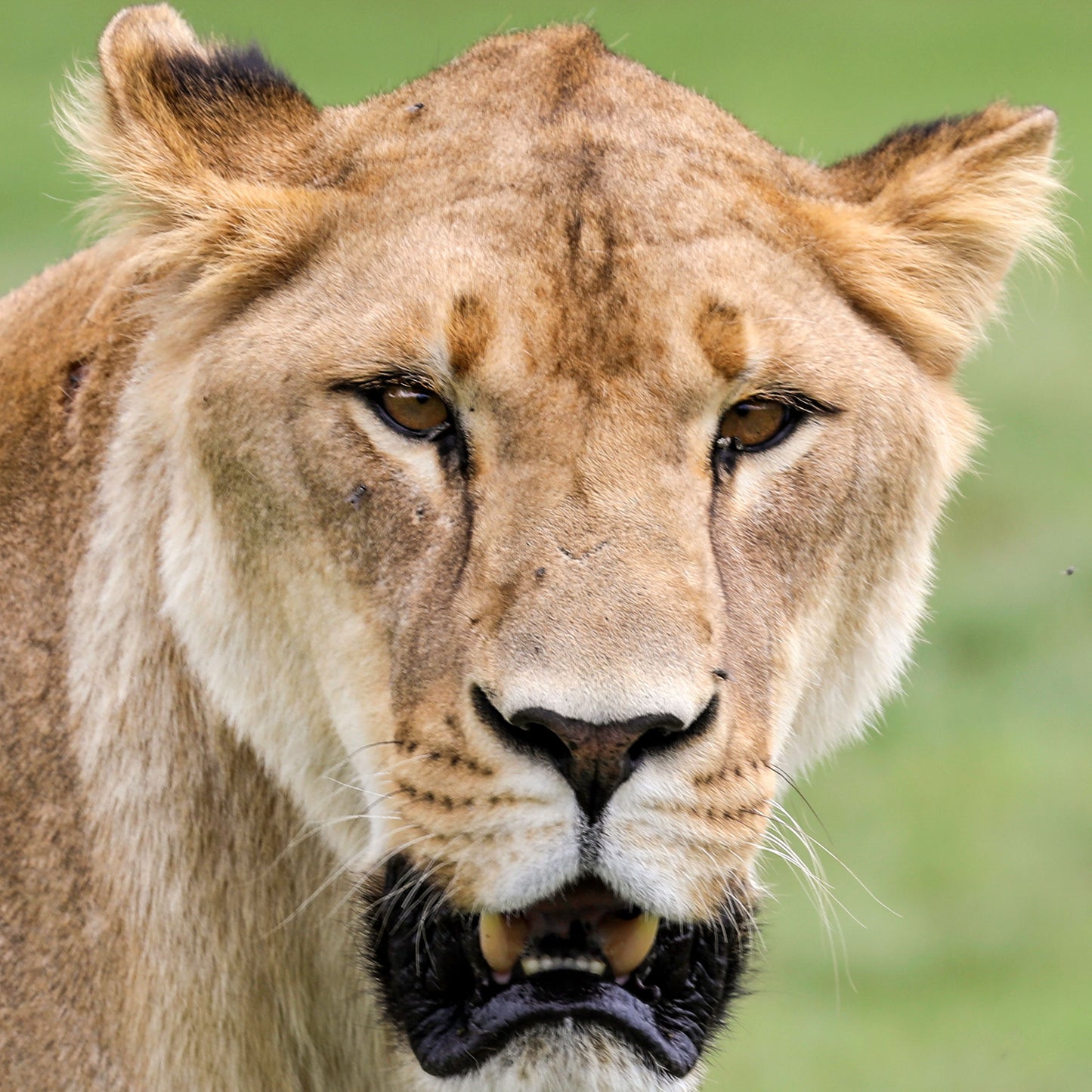 Lion adoption - standard