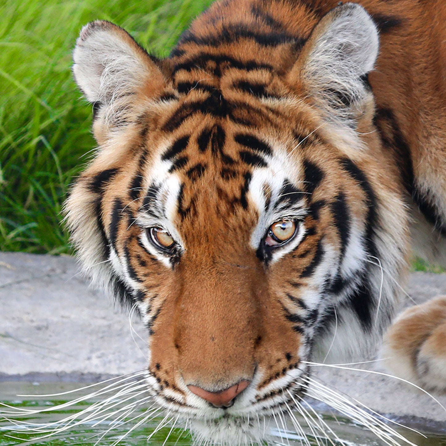 Tiger family adoption - the 'Spice Girls'