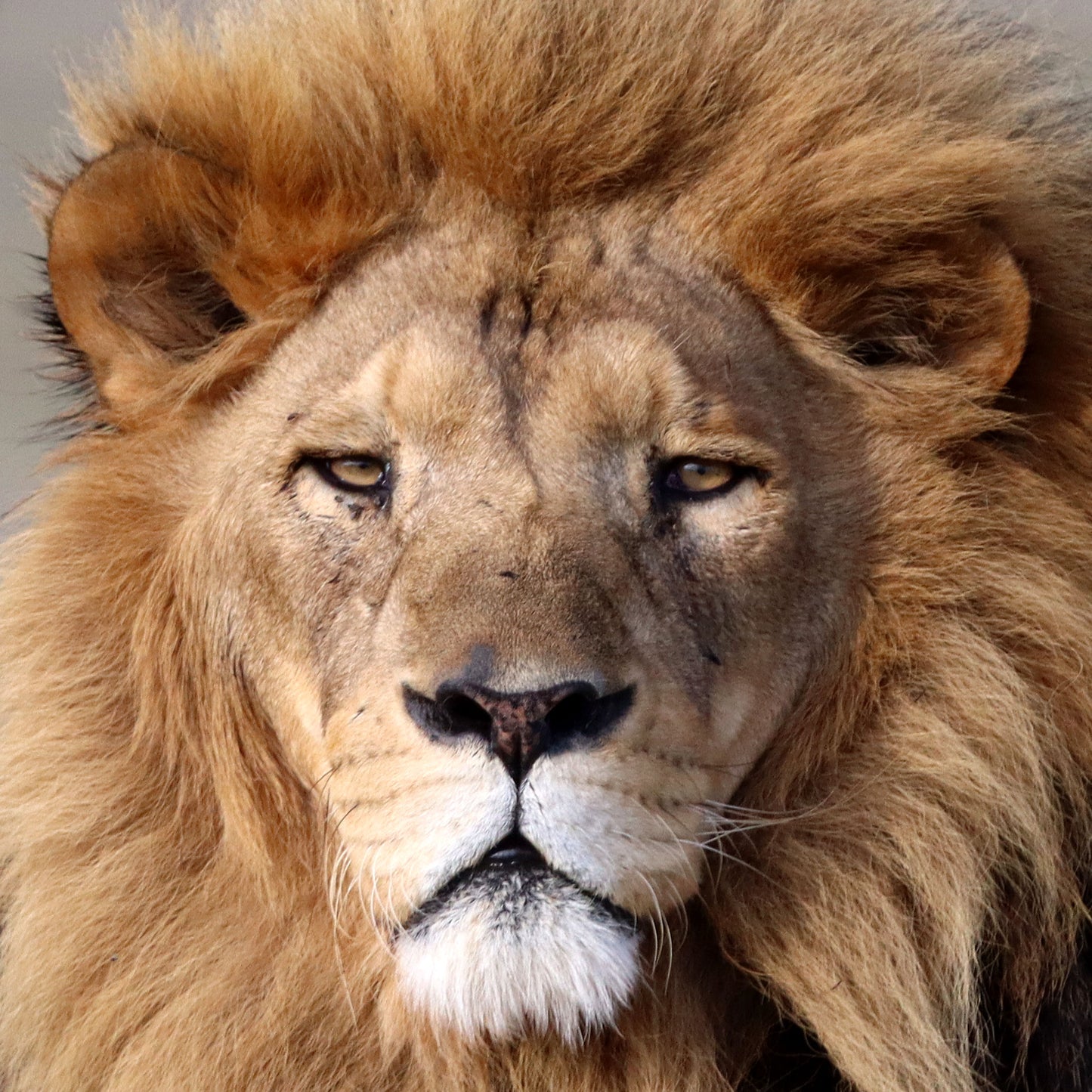 Lion adoption - gold