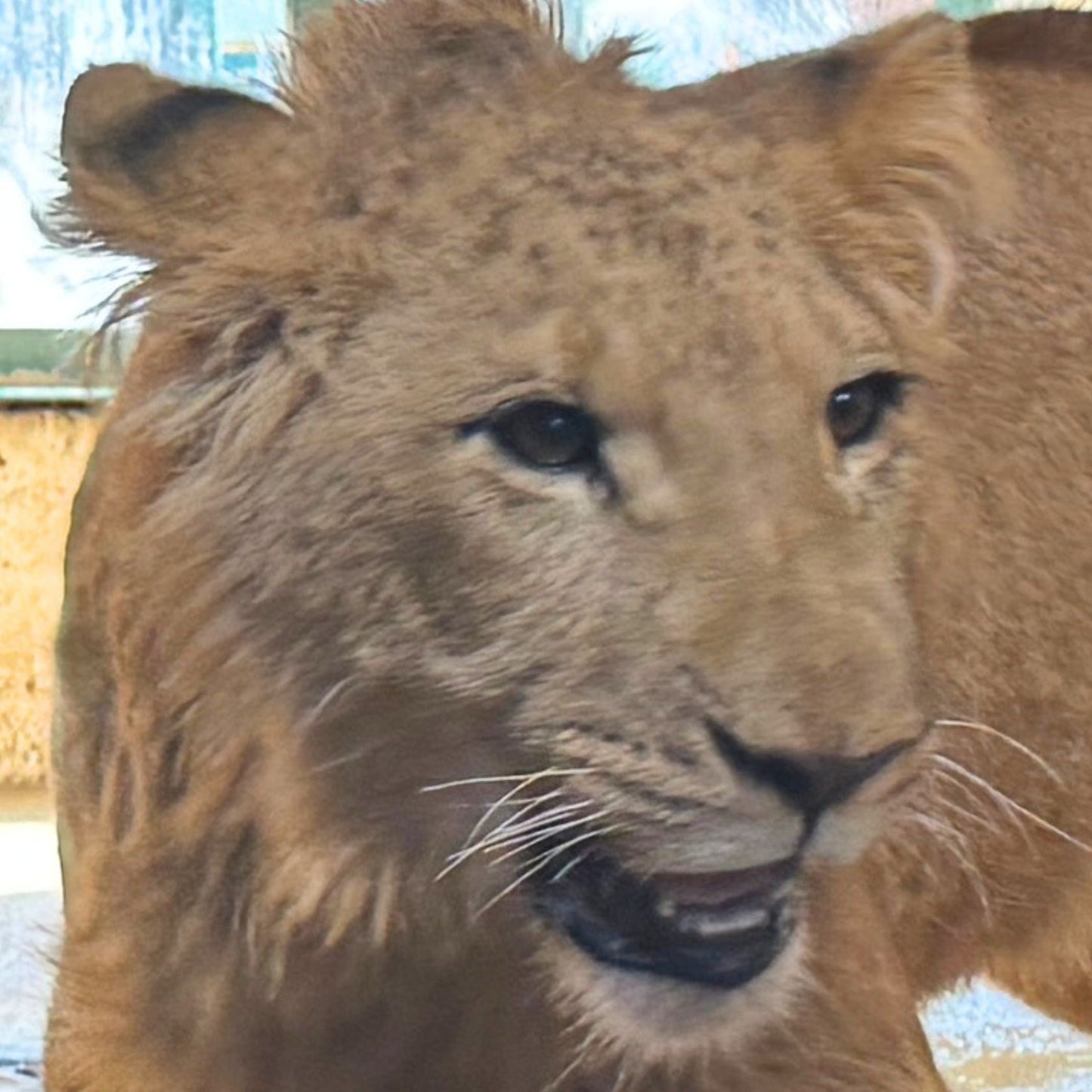 Lion adoption - gold