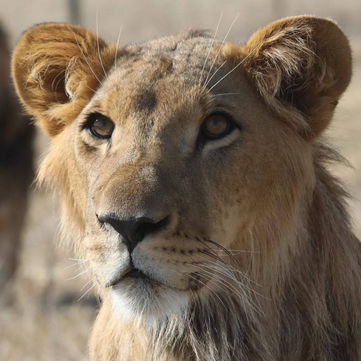 Lion adoption - standard