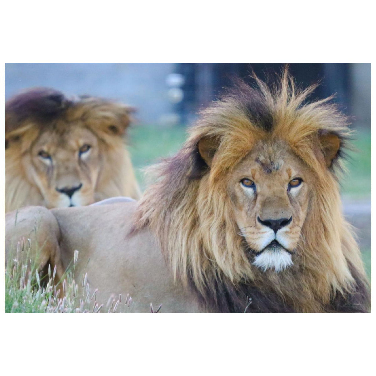 Brothers Coco and Chino canvas print