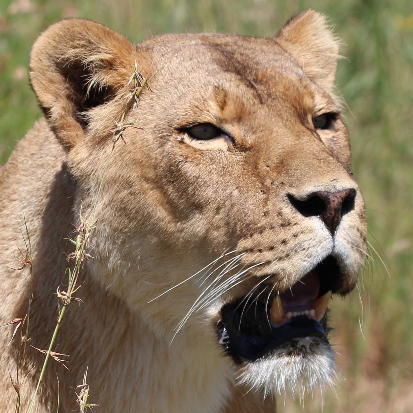 Lion adoption - gold