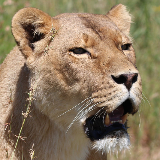 Lion adoption - standard