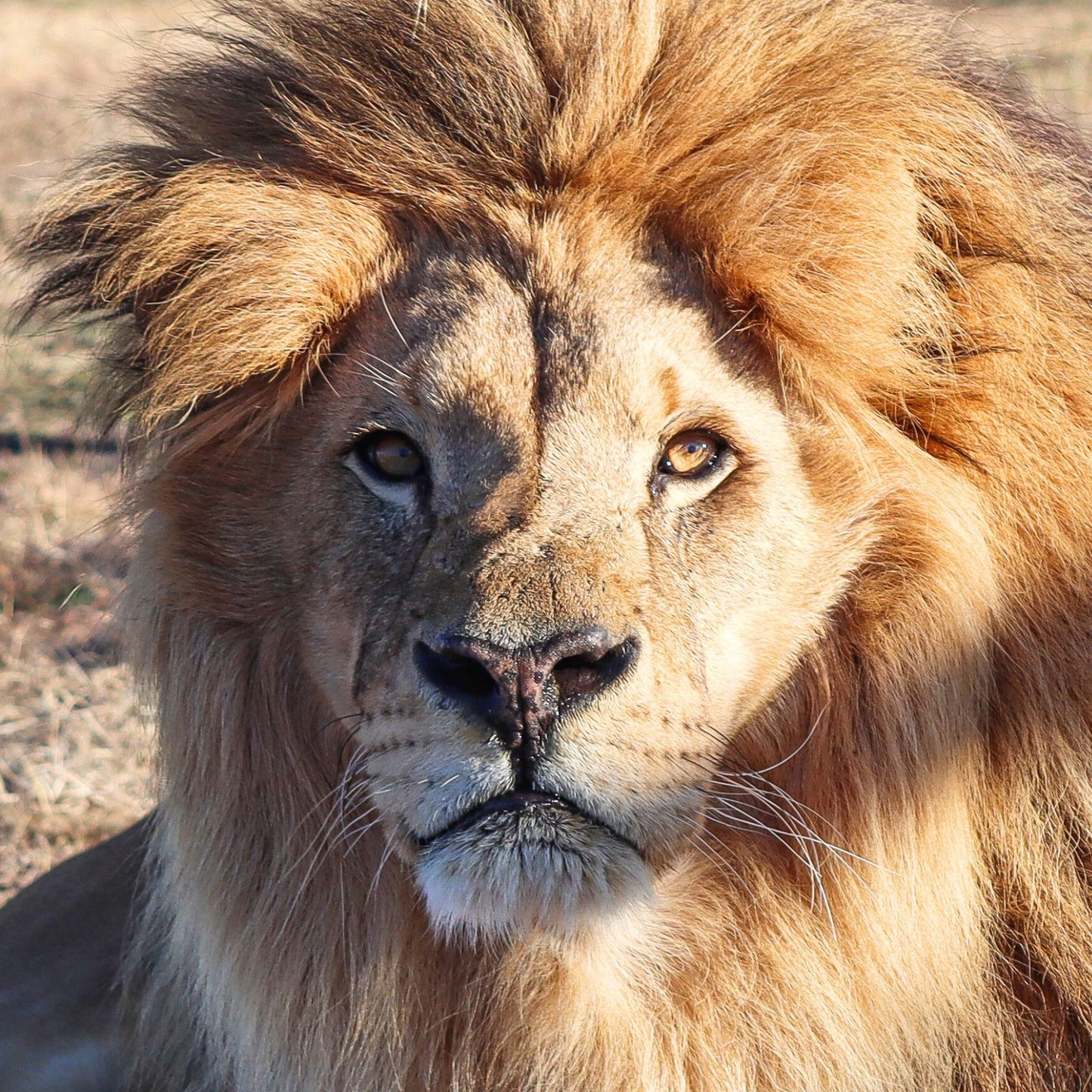 Lion adoption - gold