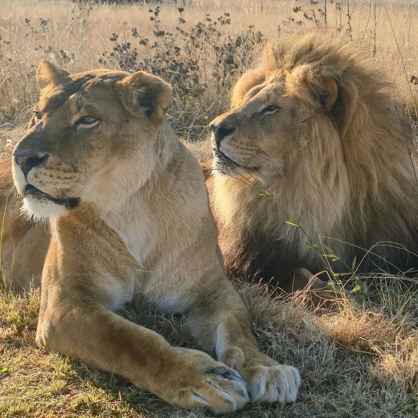 Lion family adoption - Coralie and Goliath