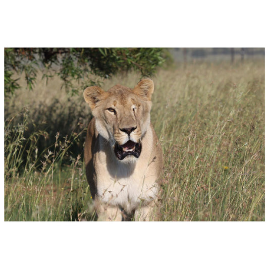 Happy in the new grass (Smith) canvas print