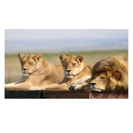 Lion family adoption - Kiara, Mahla and Scarc