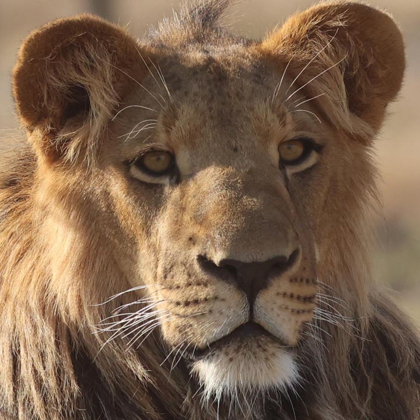 Lion adoption - standard