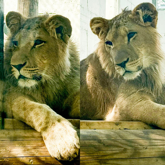Animal adoption - couple/pair