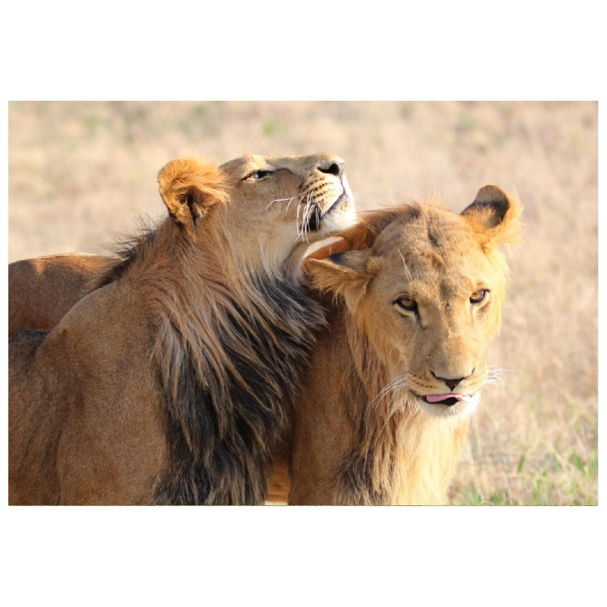 Ori and BenTzur canvas print