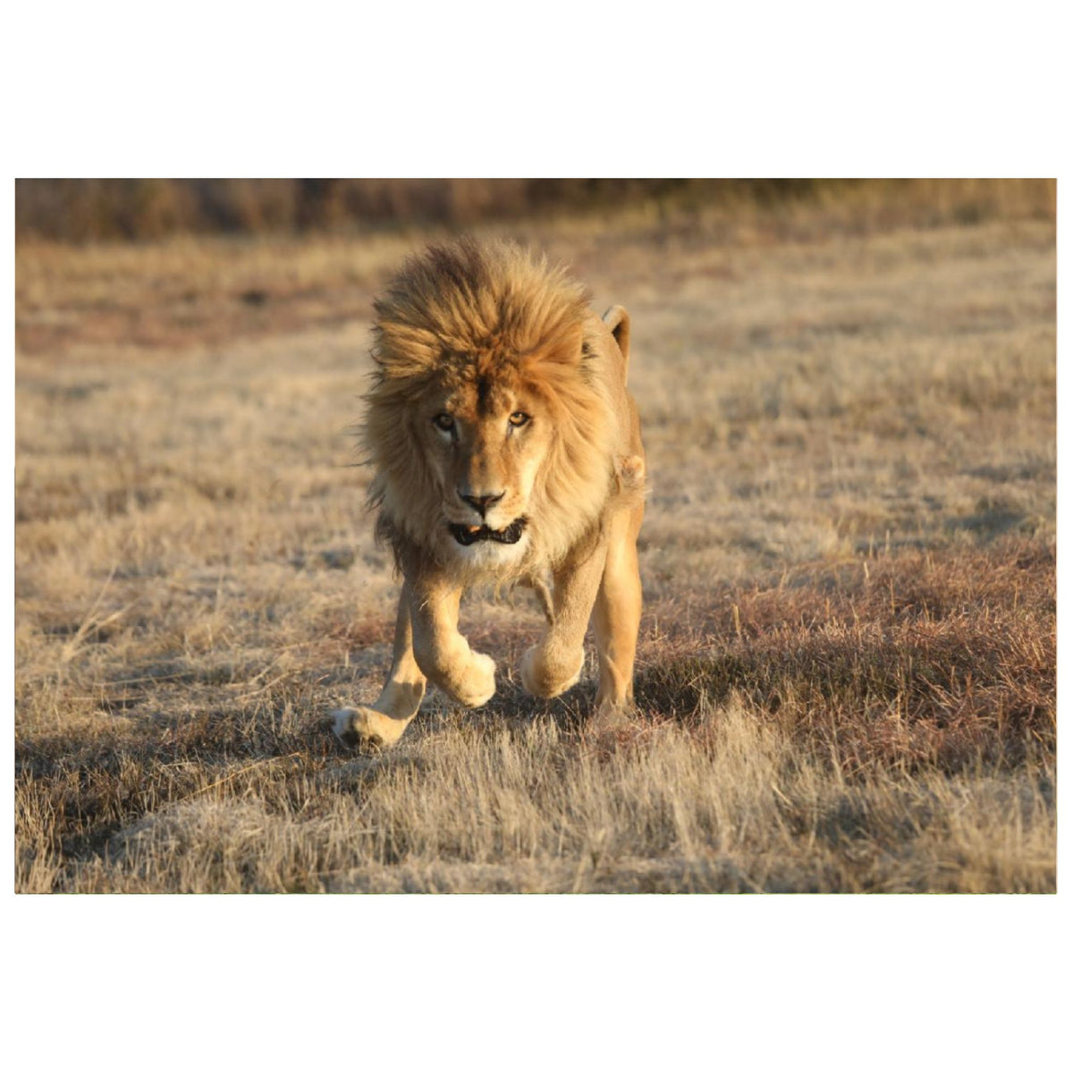 Rolex on the run canvas print