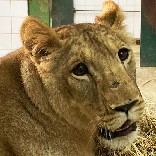 Lion family adoption - Dhubiya and Saif