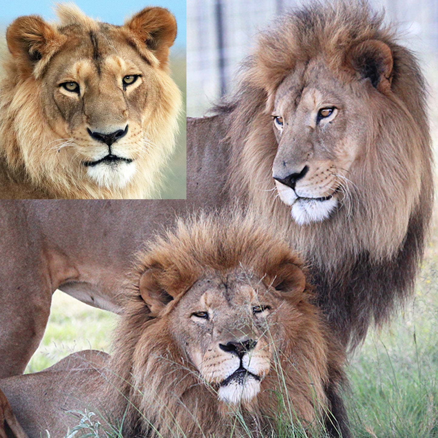 Lion family adoption - Kimba, Sasha and Tomas