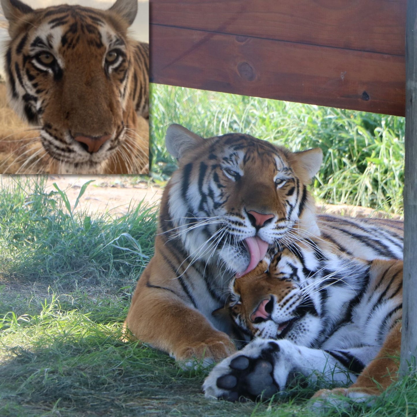 Animal adoption - family