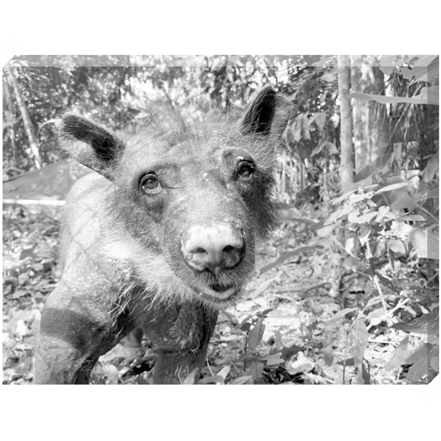 Cholita the bear canvas print