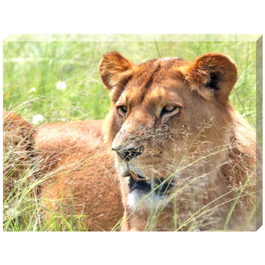 Sweet Sasha canvas print