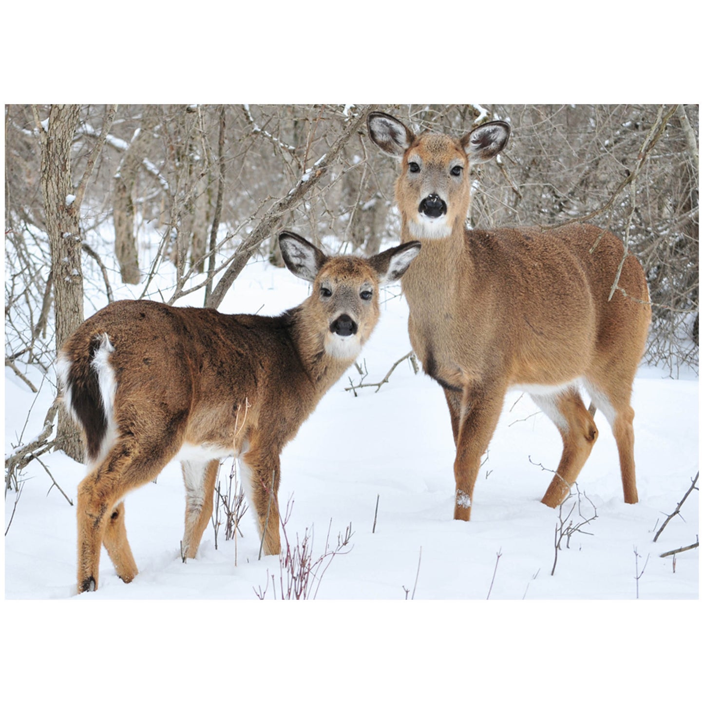 Woodland Deer cards