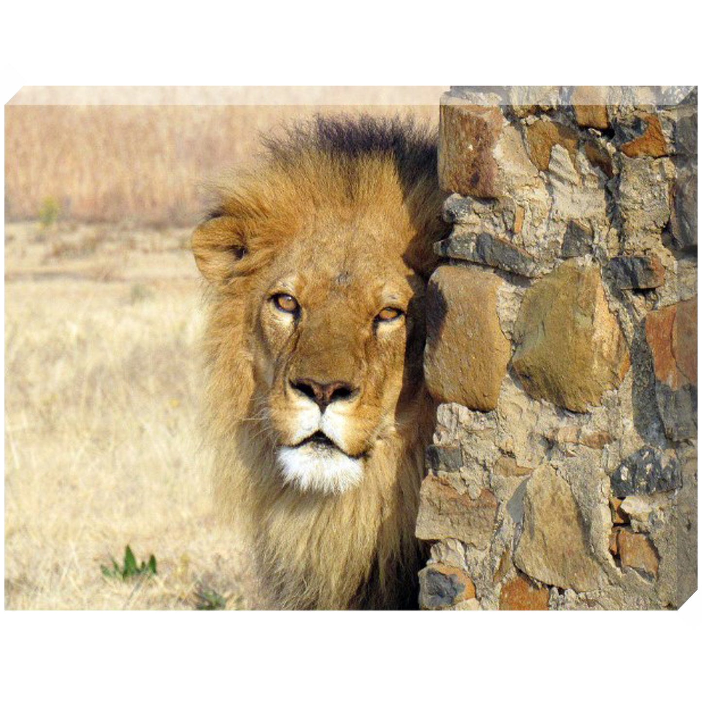 I see you (Ojiclaro) canvas print