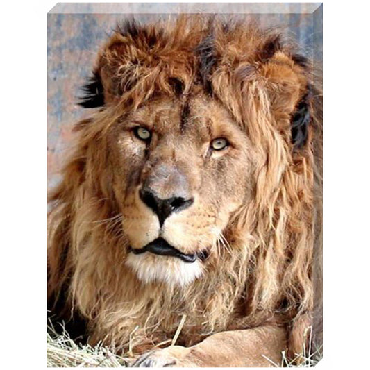 Ruben the Great canvas print