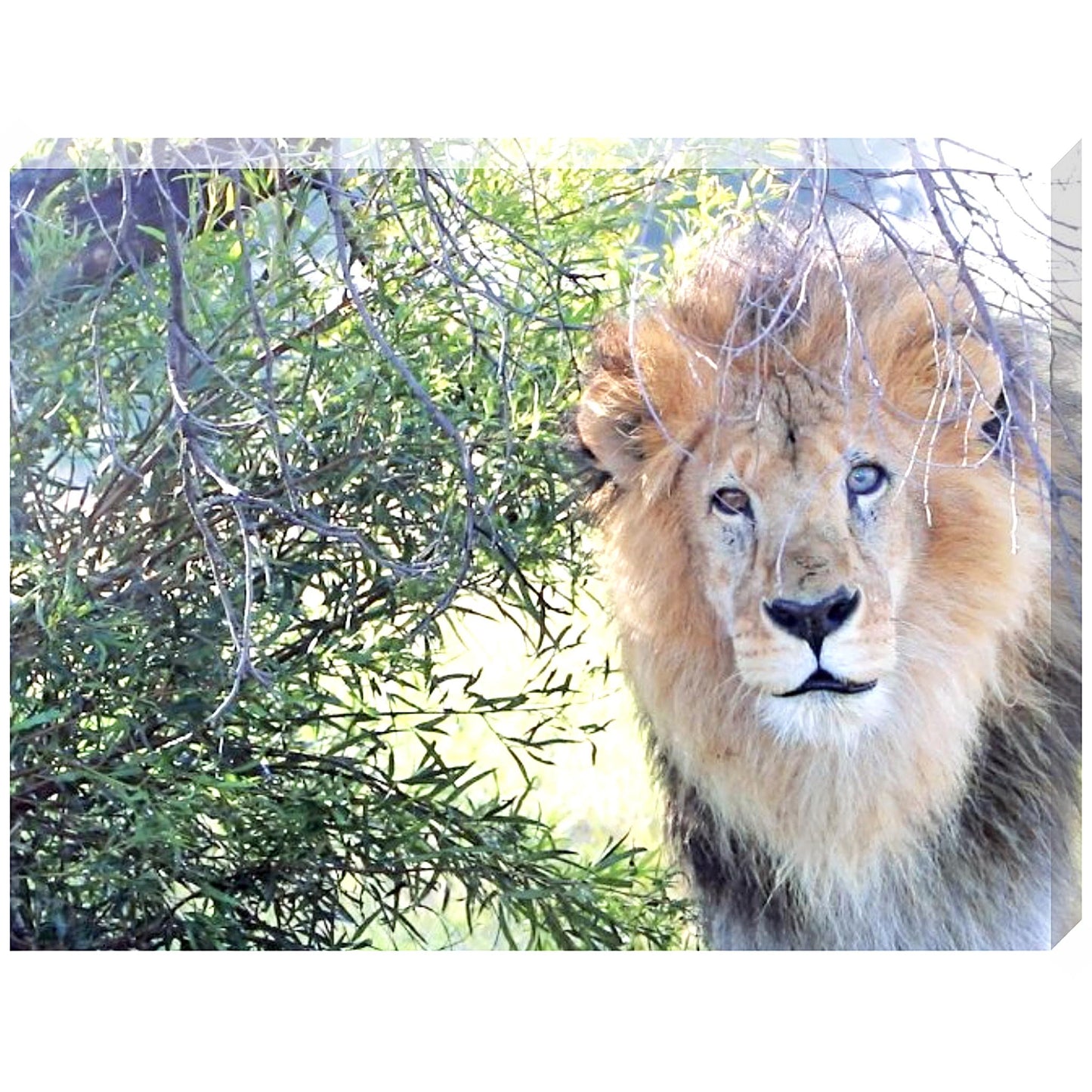 Leo canvas print