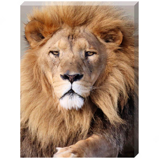 I Am Tomas canvas print