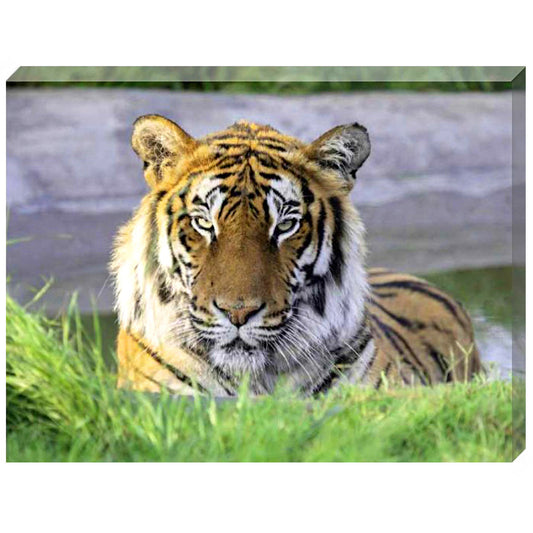 Lupe canvas print