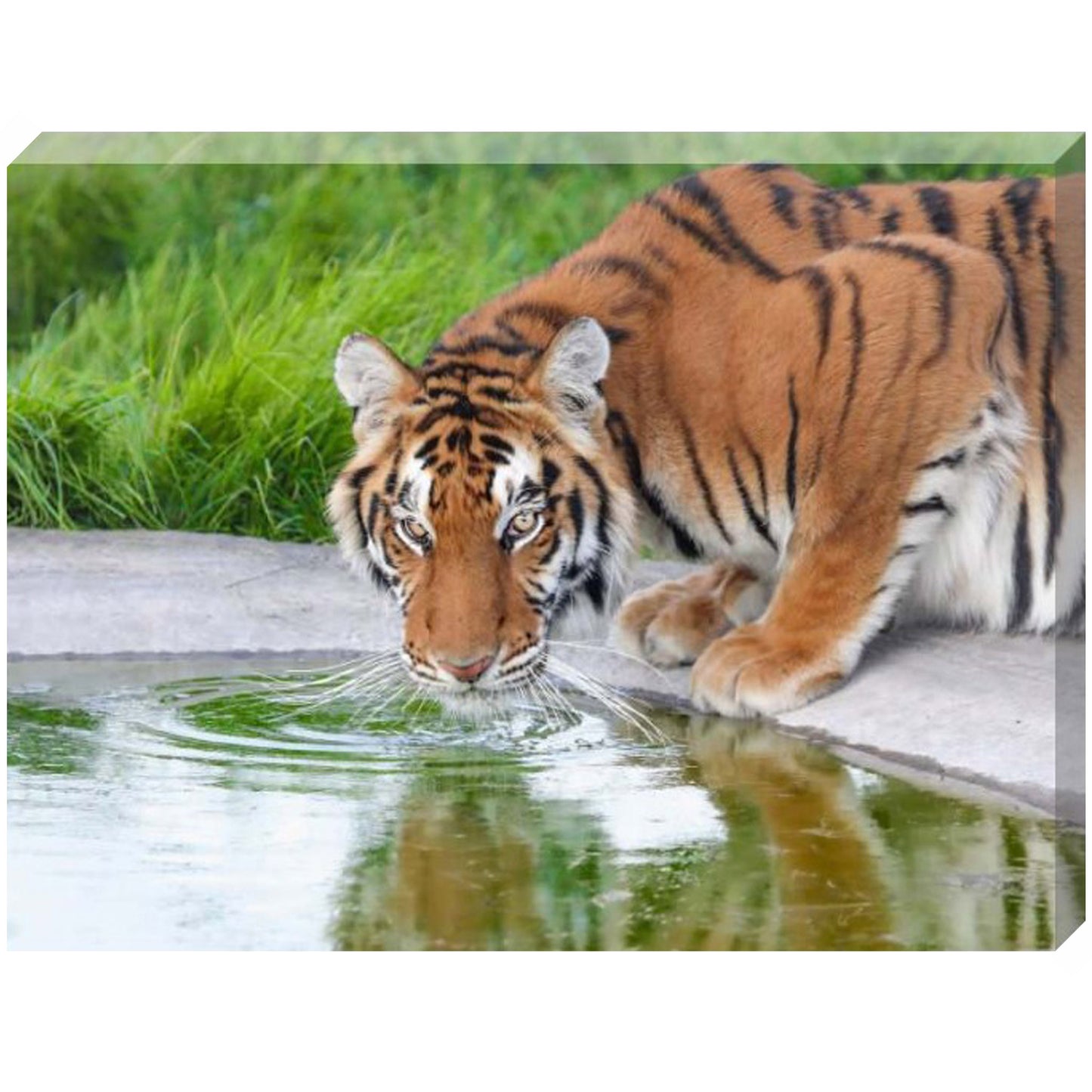 Sun-day by the pool canvas print