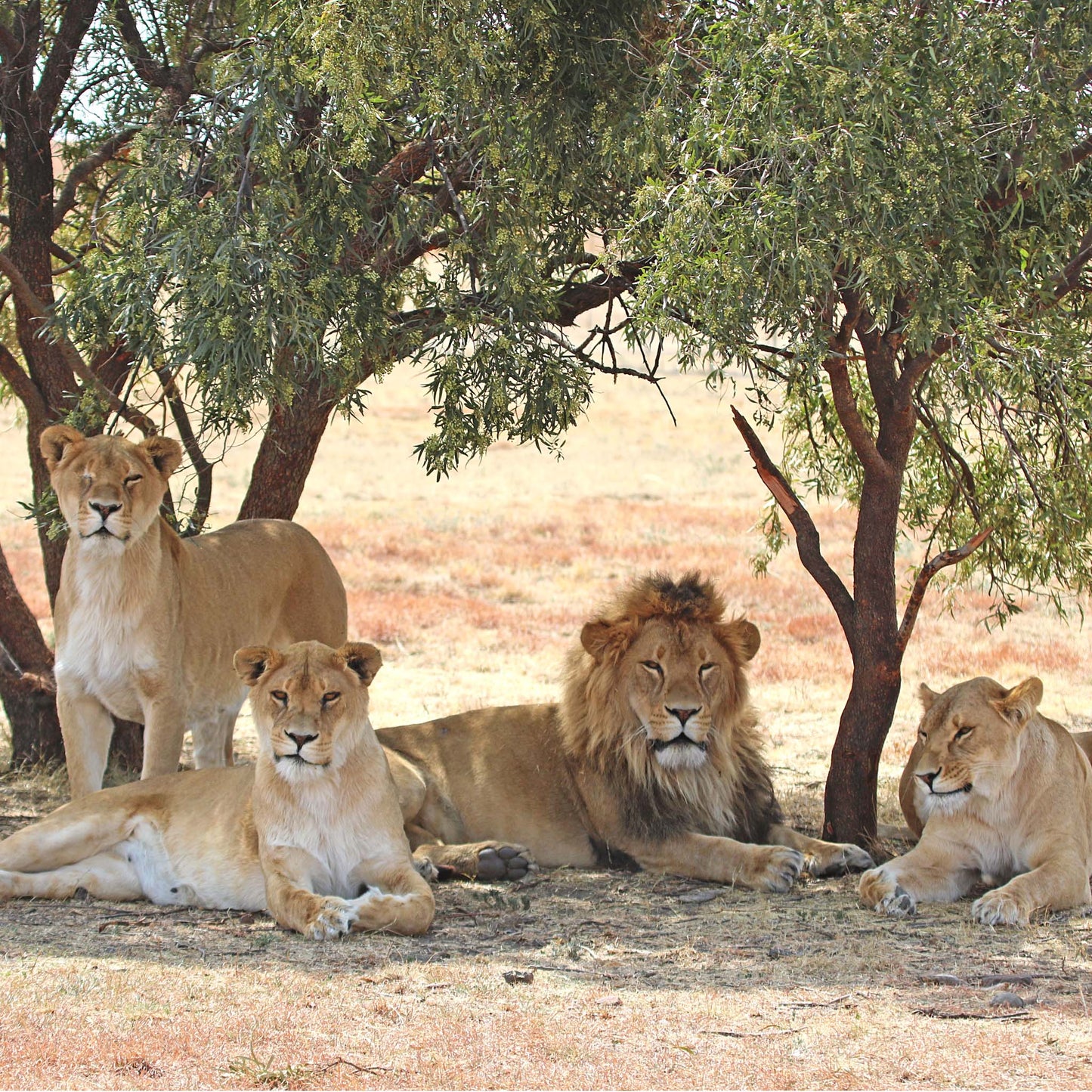 Lion family adoption - Kiara, Mahla, Scarc and Amazonas