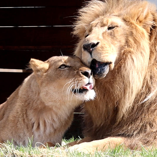 Lion family adoption - Tanya and Tarzan