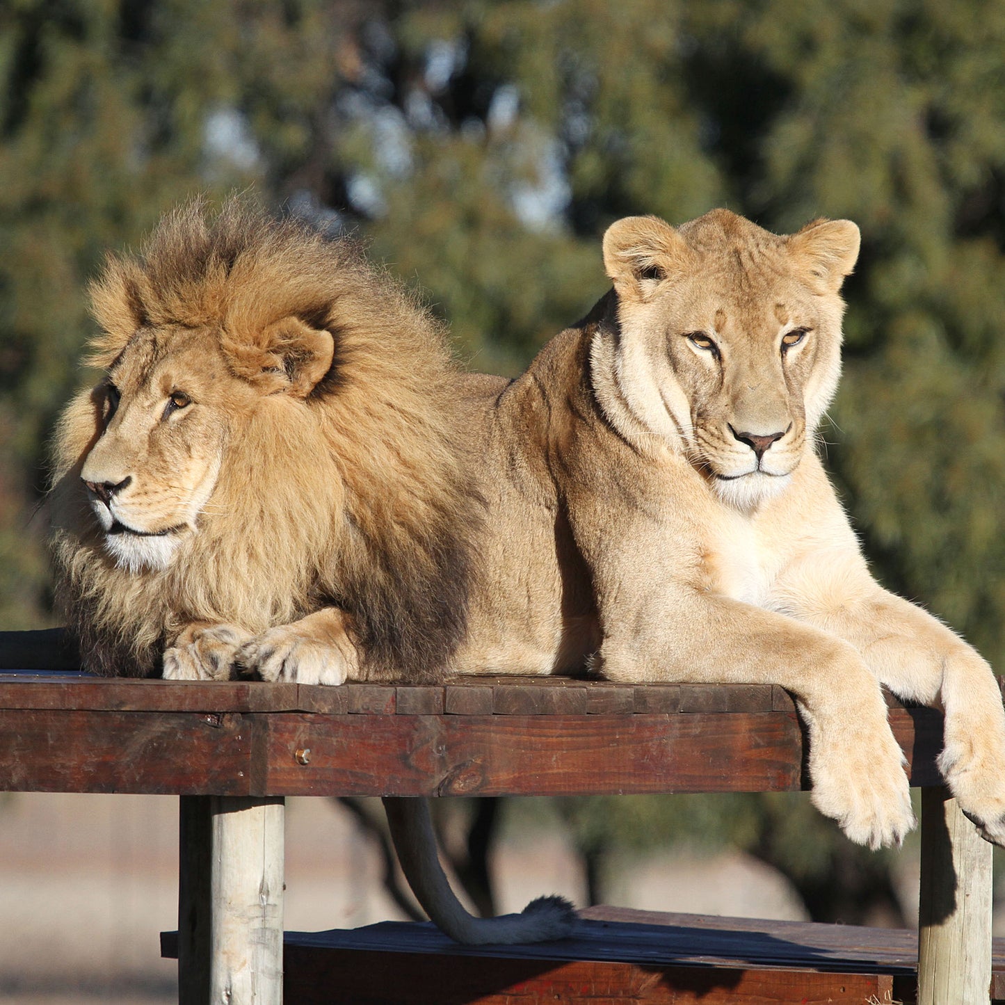 Lion family adoption - Rey and Smith